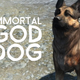 Illustration for article titled iFallout 4s/i Dogmeat Cannot Die